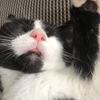 奶牛猫福福求领养