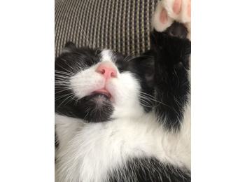 奶牛猫福福求领养