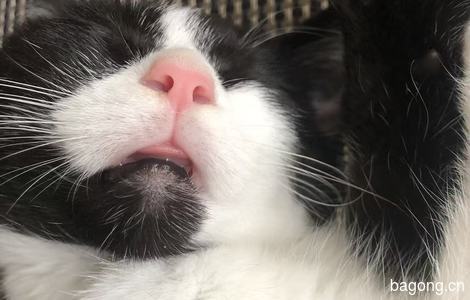 奶牛猫福福求领养0