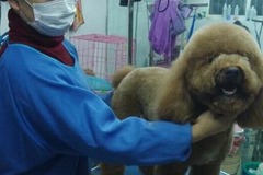 妞妞宝贝宠物店5