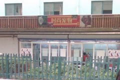 时尚宠物1