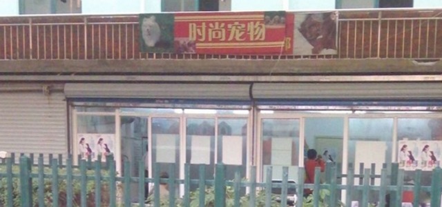 时尚宠物1