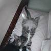 史上最省心小奶猫免费领养