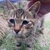 两只小猫，知道用猫砂，不怕人