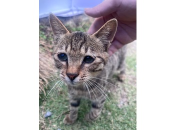 两只小猫，知道用猫砂...