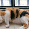 胖胖的猫找家
