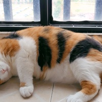 胖胖的猫找家