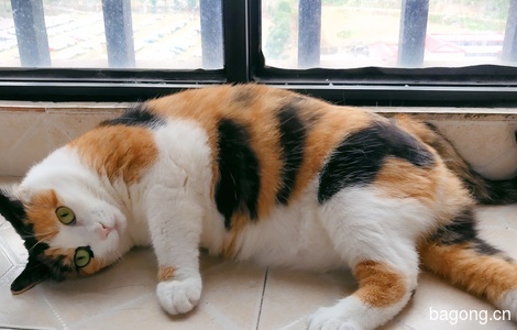 胖胖的猫找家0