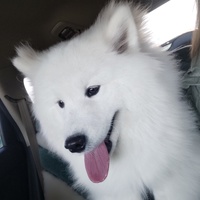 萨摩，因为工作原因养不了了，赠送全套狗子用品，希望找个好人家，好好对她