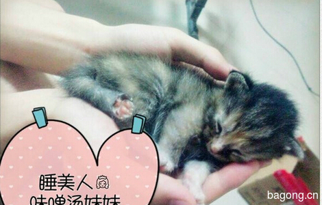 【爱心领养】贪睡小猫免费爱心领养1