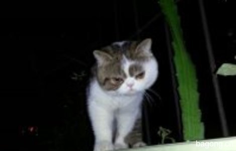 本人猫咪于2015.11.5日早上8点左...