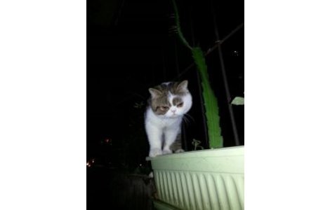 本人猫咪于2015.11.5日早上8点左...