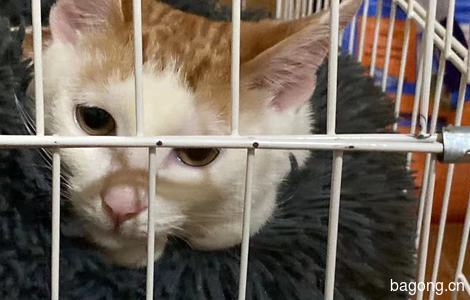 因个人原因 猫猫无偿领养 鼓楼 台江 仓山皆可2