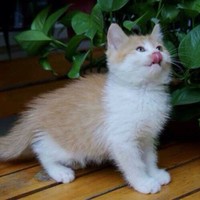 猫咪求领养