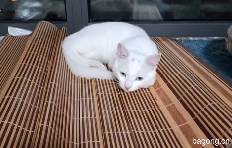 5个半月小白猫免费找领养5
