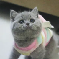 聪明漂亮猫猫---小杏仁