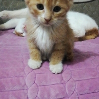 两个月小橘猫（母）找领养