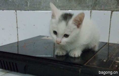 一只1个月大的白色猫咪，母，会吃猫粮，体外驱虫已做。一只一岁多的吉娃娃，母，乖巧听话，到外面上厕所3