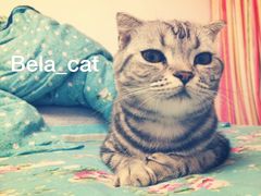 ：最爱的Bela，完结！
