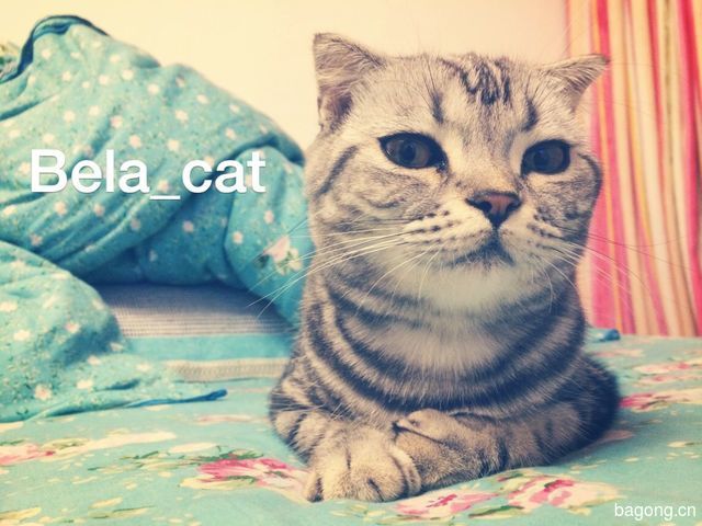 最爱的Bela，完结！