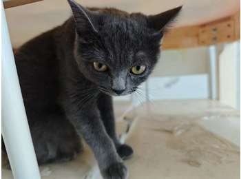 一只蓝猫一只奶牛猫免...