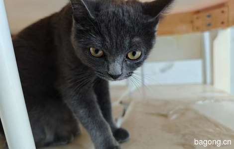 一只蓝猫一只奶牛猫免费领养0