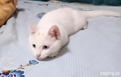 5个半月小白猫免费找领养2