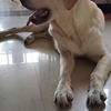 一只拉布拉多犬，由于搬家无法给予其充足照顾（心里愧疚），希望找个爱狗人士领养。