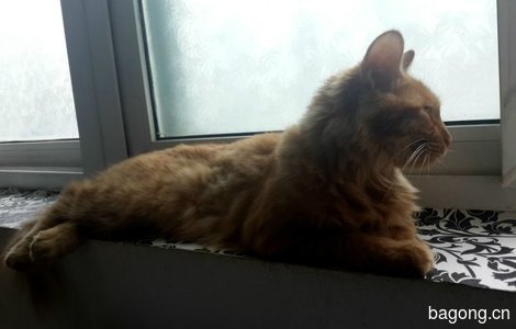 老虎猫免费领养5
