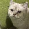 小区楼道捡到的小猫，应是英短串串，蓝眼，求好心人领养