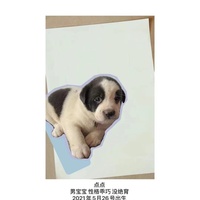 北京一窝的小奶狗，求领养照顾