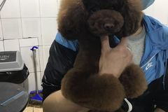 九零宠物生活9