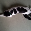 【广州】“牛奶猫”求领养