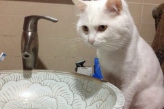 豆格秀宠物生活馆0