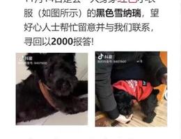 寻犬启示，位于合肥市瑶海区长江...