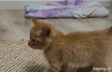 一个月大的小橘猫无偿领养3