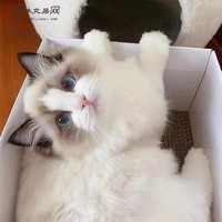 长期出售布偶猫猫，找一个好人家