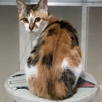 一只三花母猫未绝育找领养