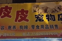 邬桥皮皮宠物店0