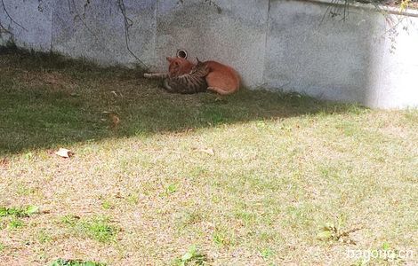 两只猫猫在皖医！特别可爱！1