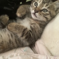 我有一只小狸花猫需要免费领养 因搬家无法再养
