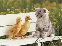 ：我们来玩猫头鹰捉小鸡游戏吧！