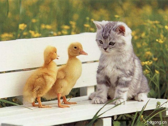 我们来玩猫头鹰捉小鸡游戏吧！