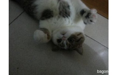 本人猫咪于2015.11.5日早上8点左...