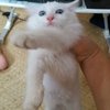 一个半月的小白猫求领养