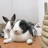 垂耳兔和侏儒兔
