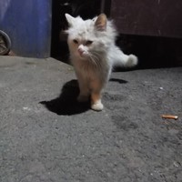 波斯猫 找领养