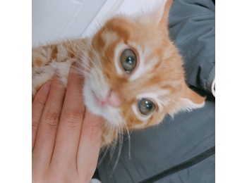 捡到一只橘猫幼猫