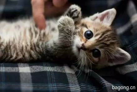 2015可爱猫图集2