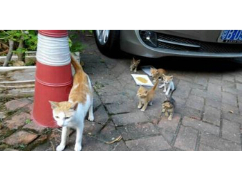 深圳流浪小猫求领养。